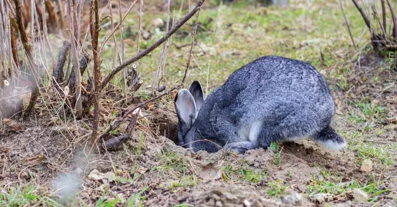 Rabbit Hole